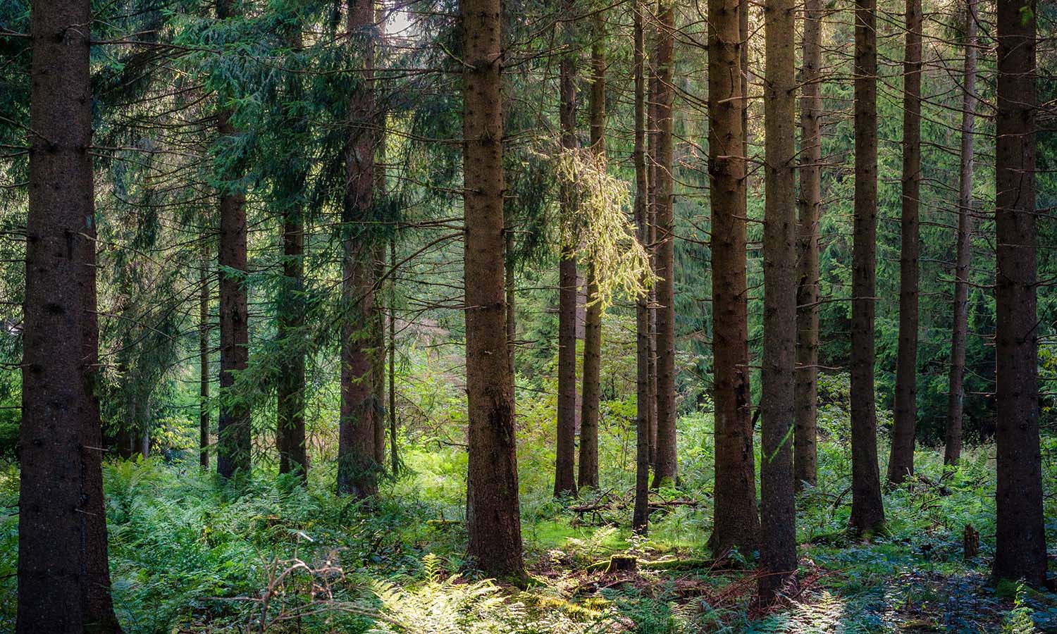 Our Approach to Sustainable Print Production